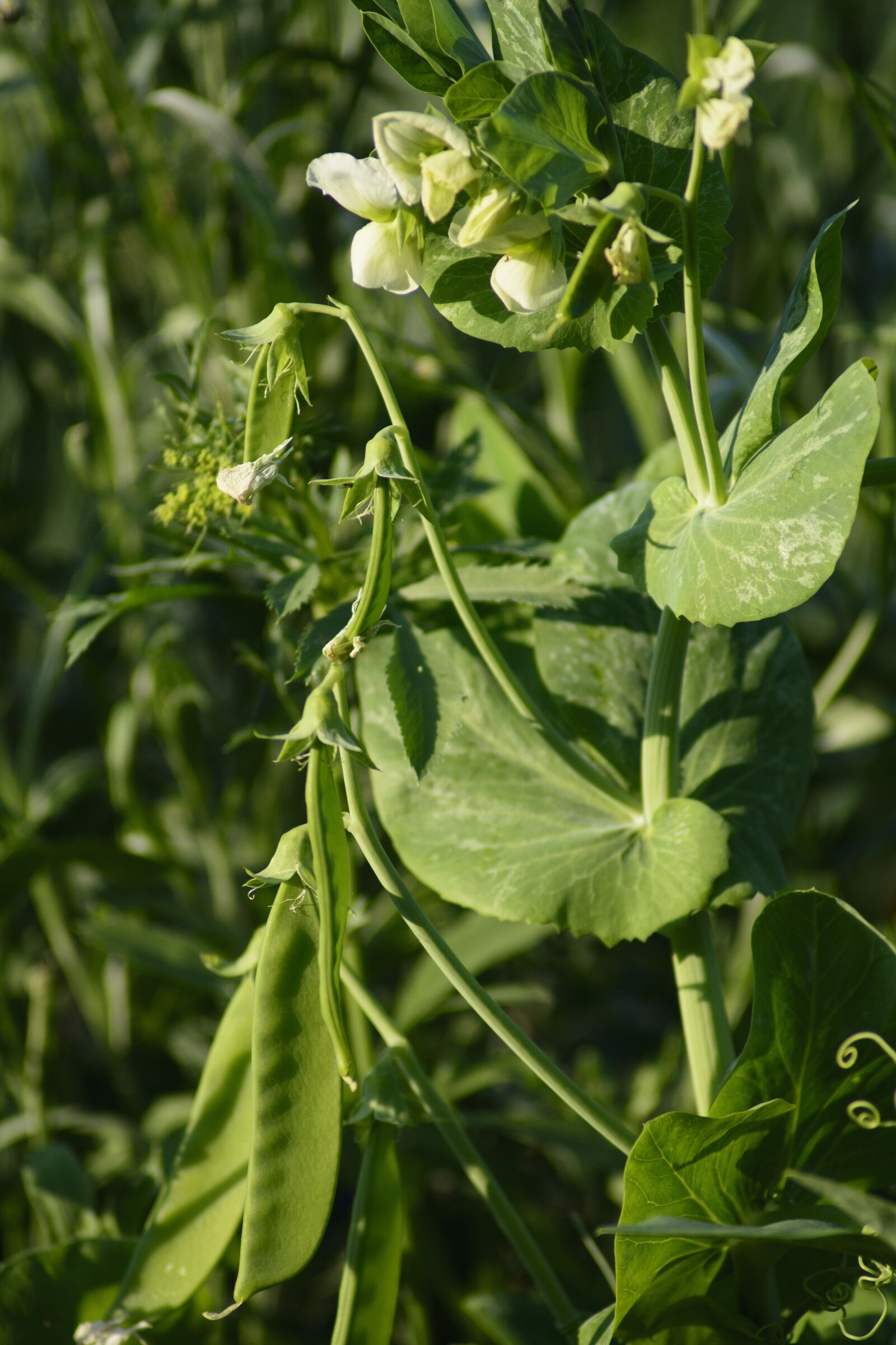 Nikon D7100 sample photo. Sugar peas, snap peas photography