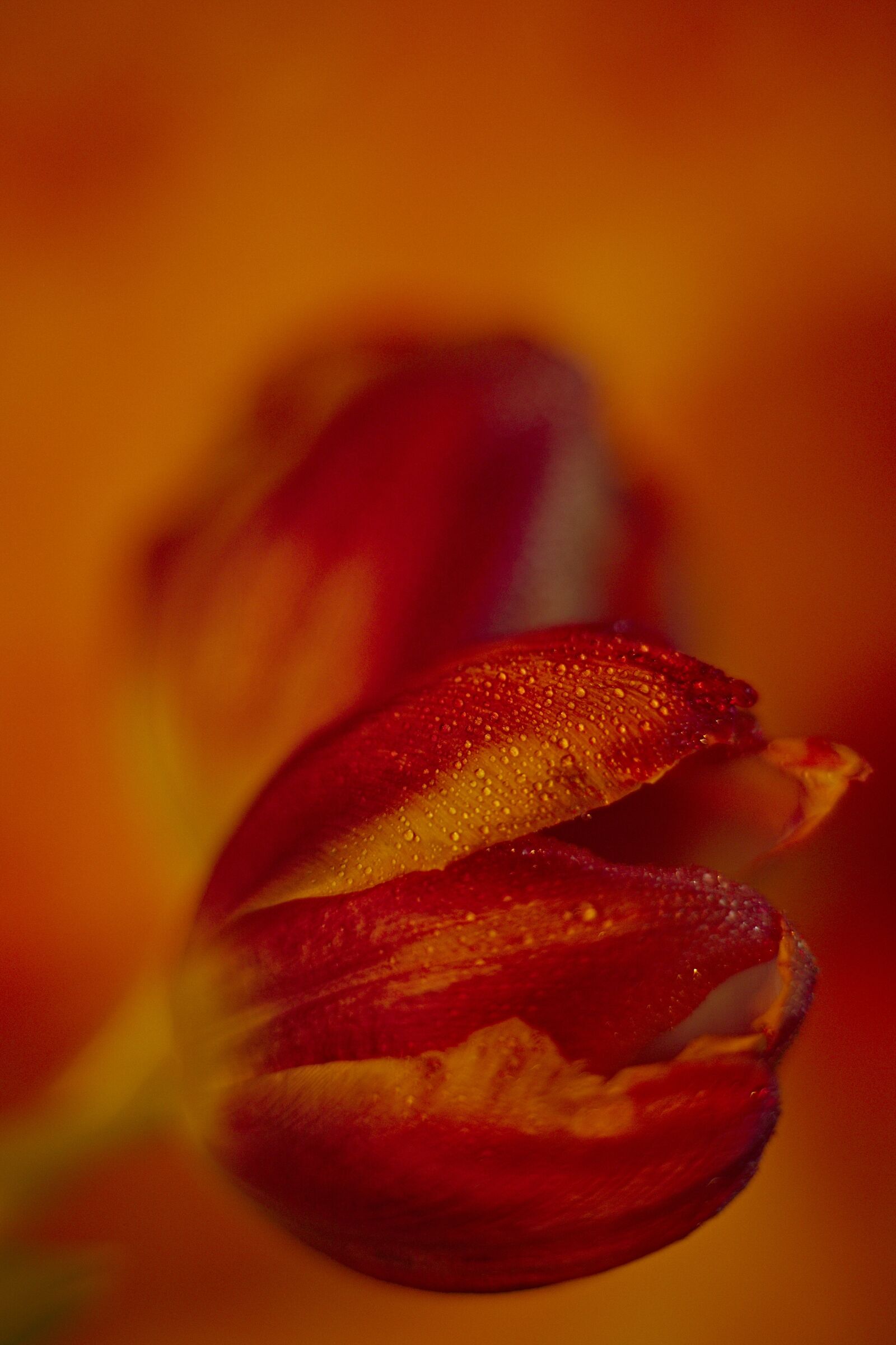 Canon EOS 6D Mark II sample photo. Red, orange, tulips photography