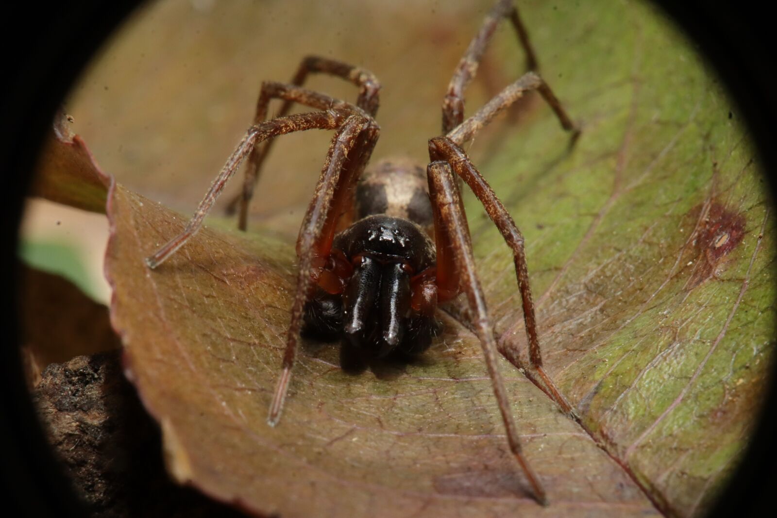 Canon EOS M50 (EOS Kiss M) sample photo. Spider, arachnid, nature photography