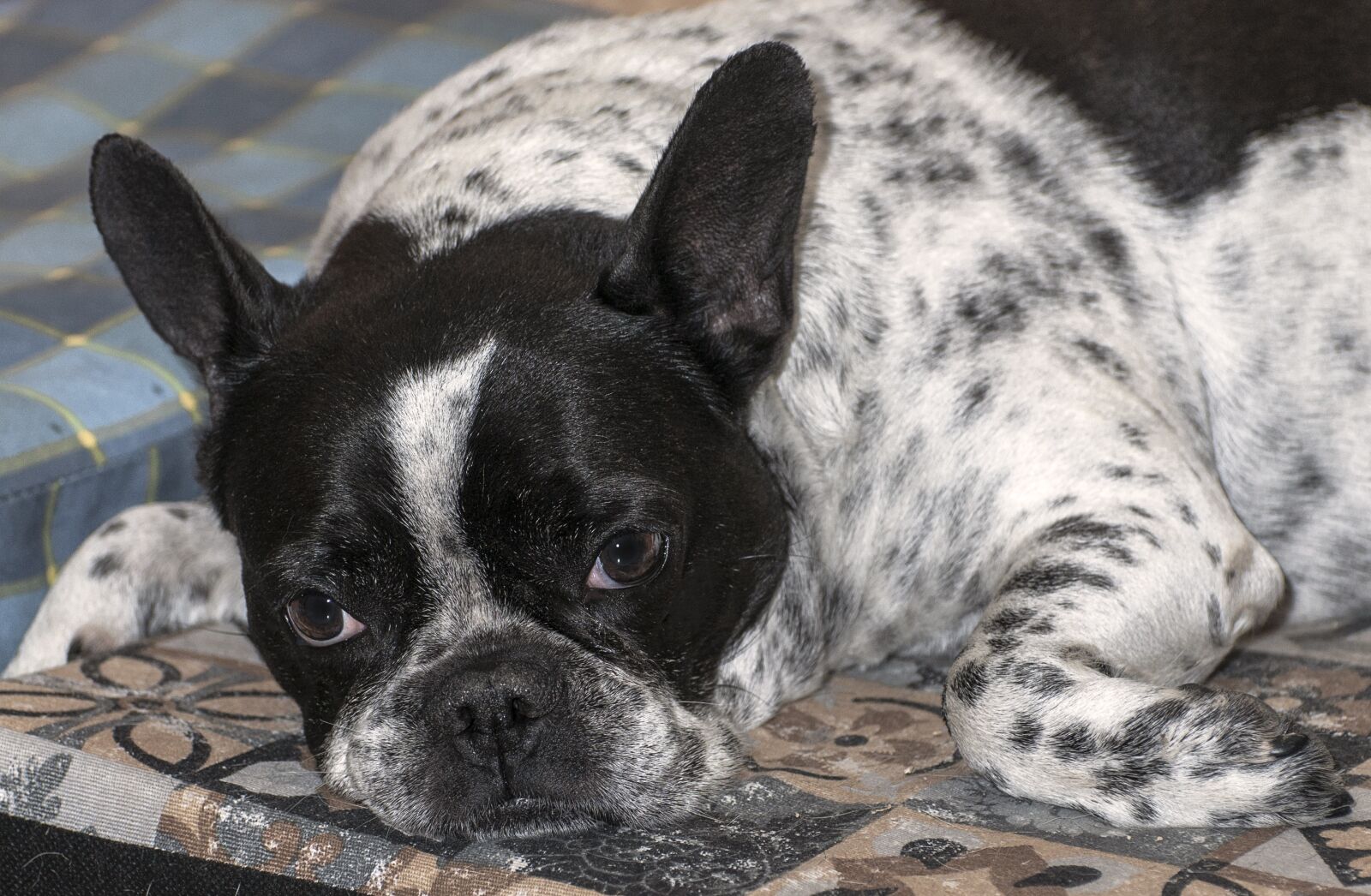 Nikon D300 sample photo. French bulldog, dog, pet photography