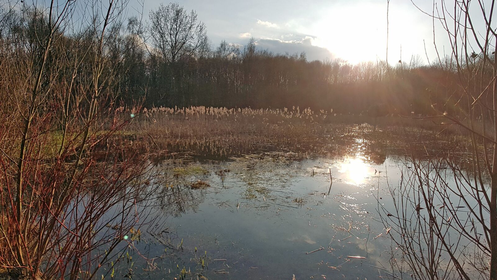 Samsung Galaxy S7 Edge sample photo. Nature, colors, plant photography