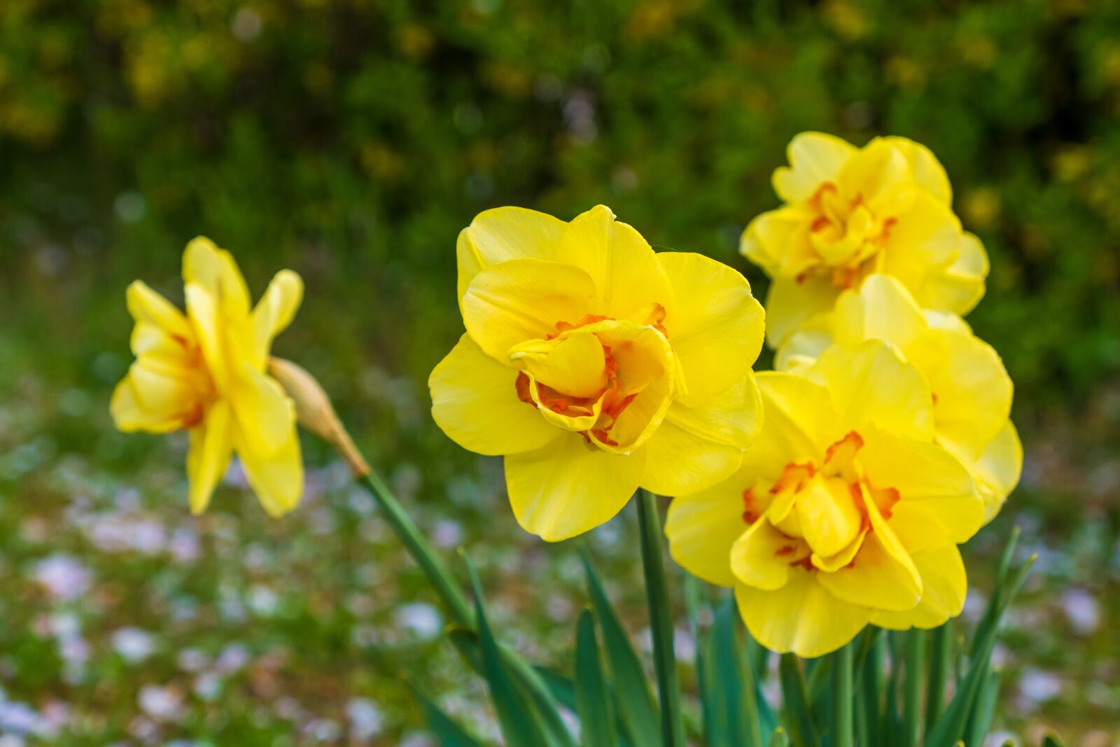 Fujifilm X-T3 sample photo. Daffodils, yellow, red photography