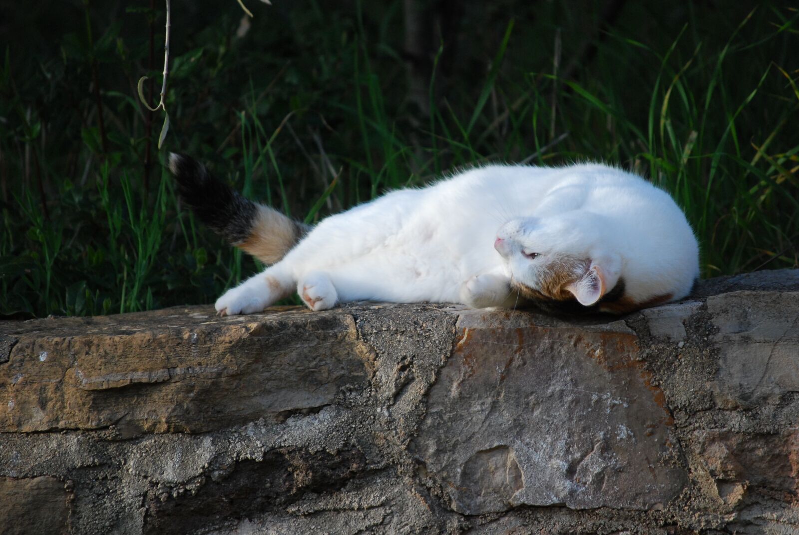 Nikon D60 sample photo. Cat, profile, isabelle photography