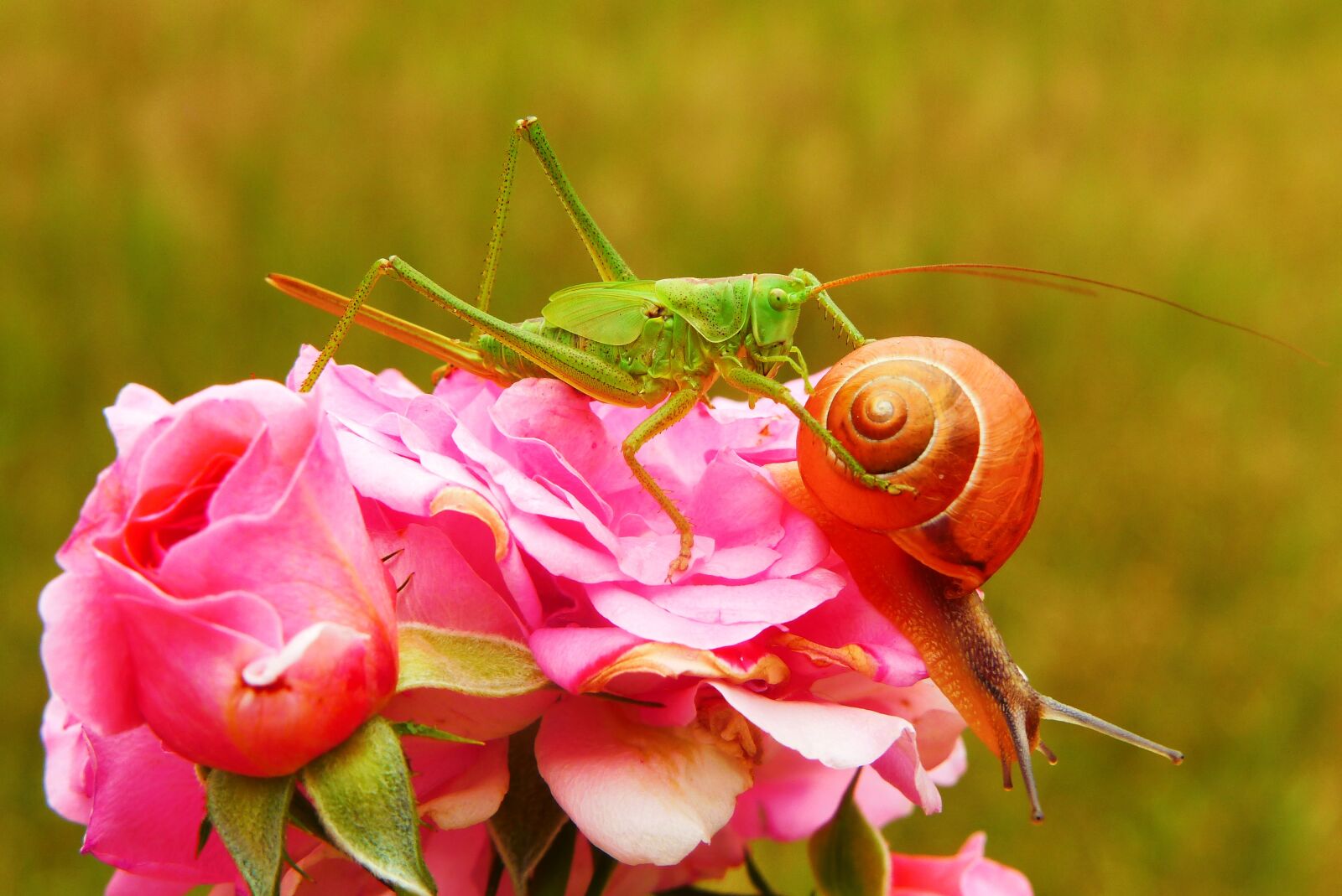 Panasonic Lumix DMC-FZ200 sample photo. Tettigonia viridissima, insect, molluscs photography