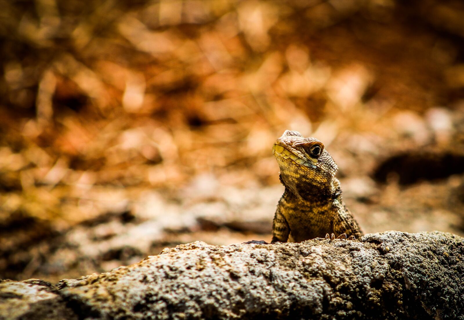 Canon EOS 600D (Rebel EOS T3i / EOS Kiss X5) sample photo. Calango, lizard, animal photography
