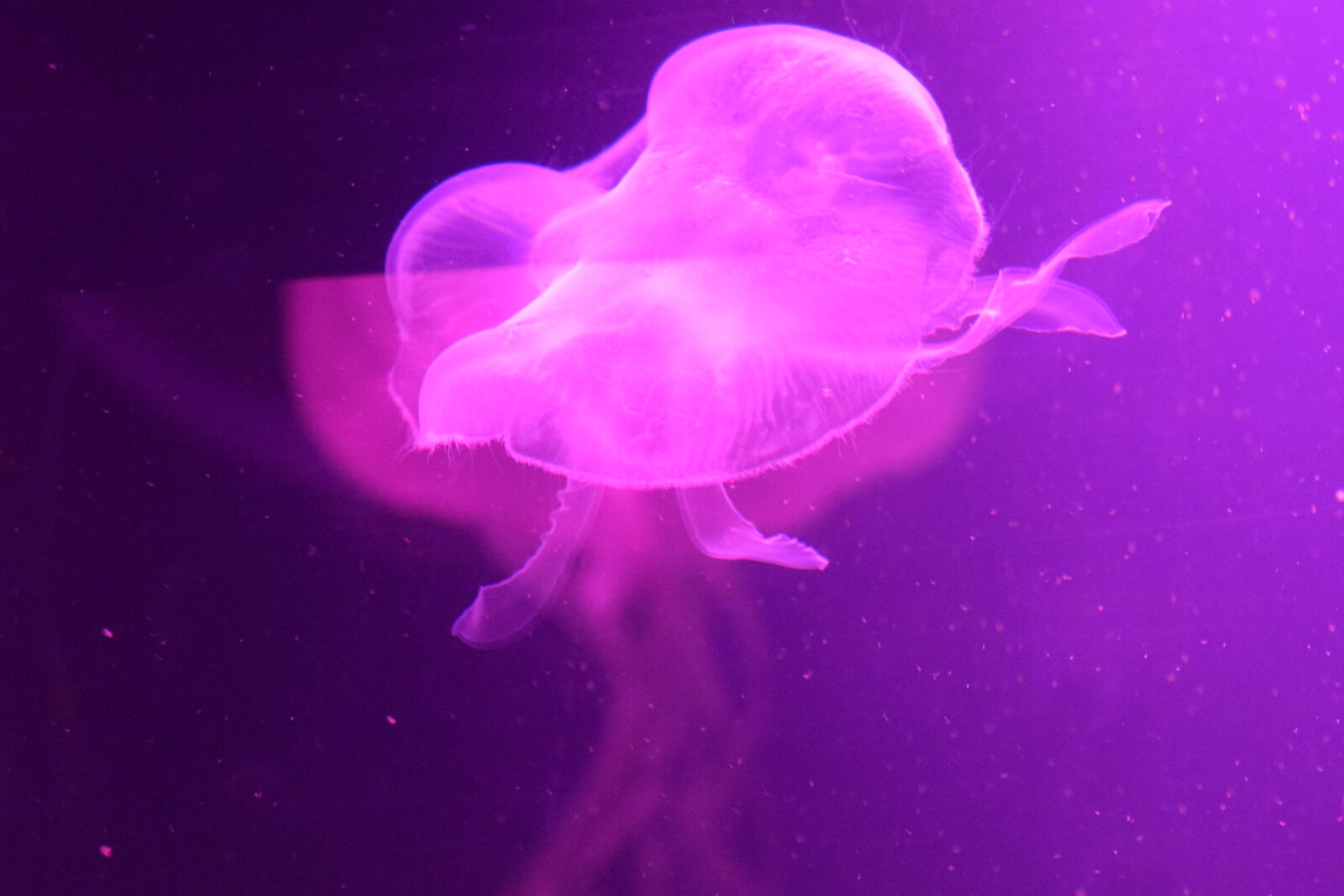 Nikon D3300 sample photo. Jellyfish, jellyfishes photography