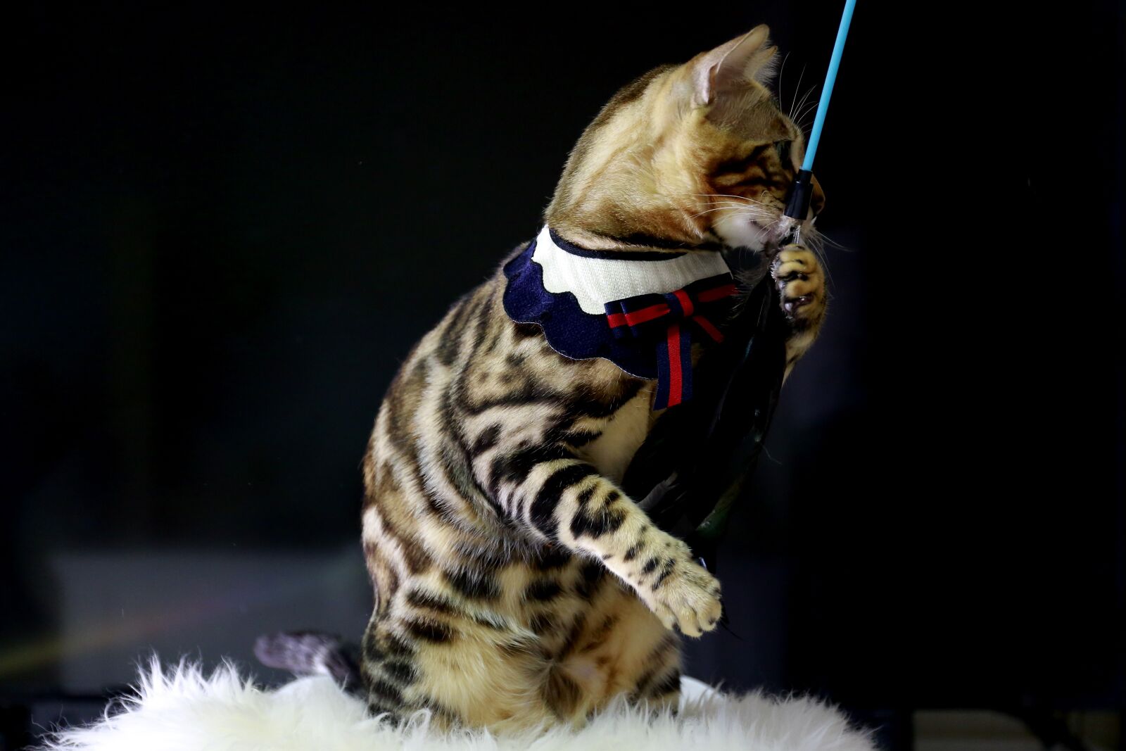 Canon EOS 5D Mark III sample photo. Cat, bengal cat, baby photography