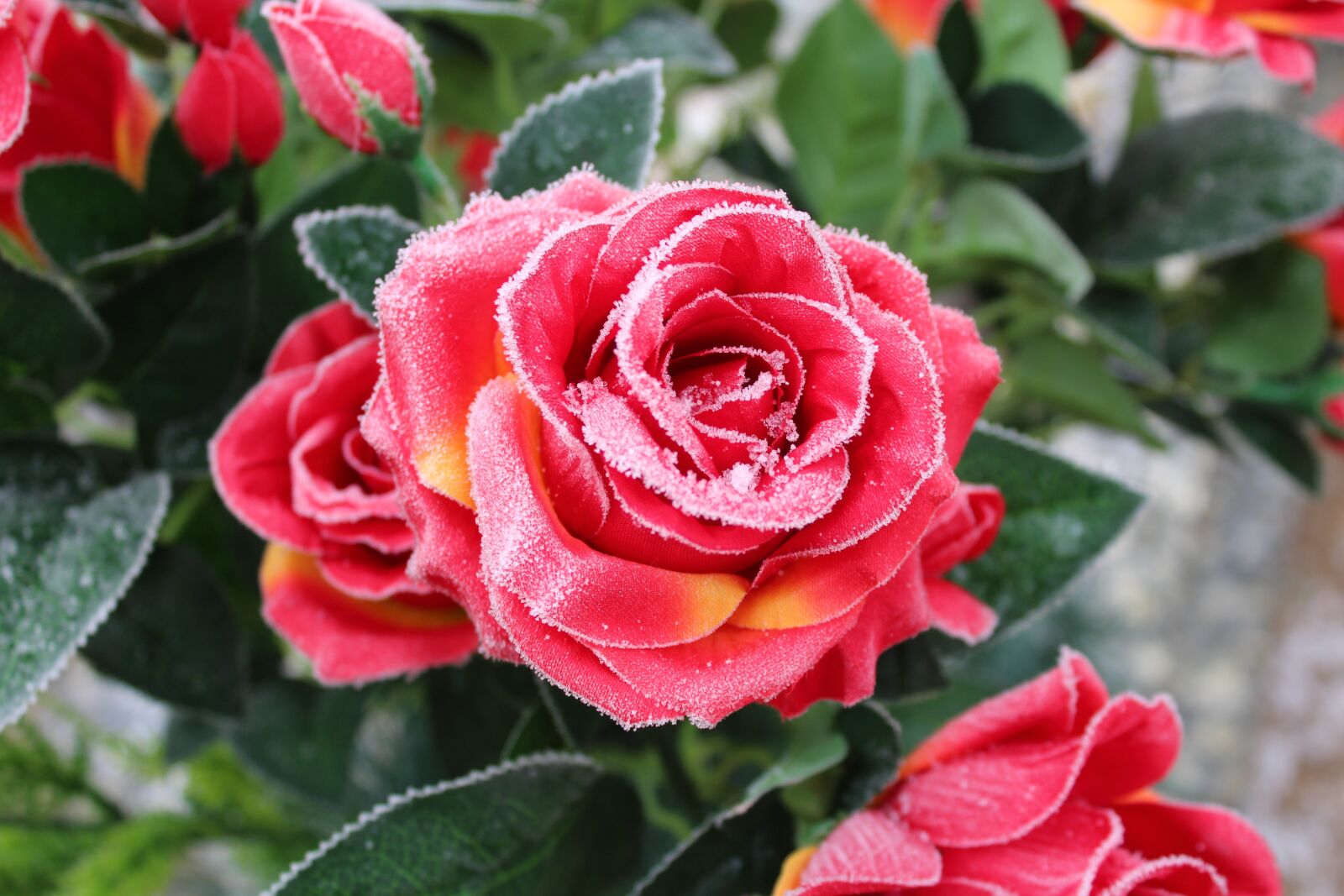 Canon EOS 1200D (EOS Rebel T5 / EOS Kiss X70 / EOS Hi) sample photo. Rose, flower, red photography