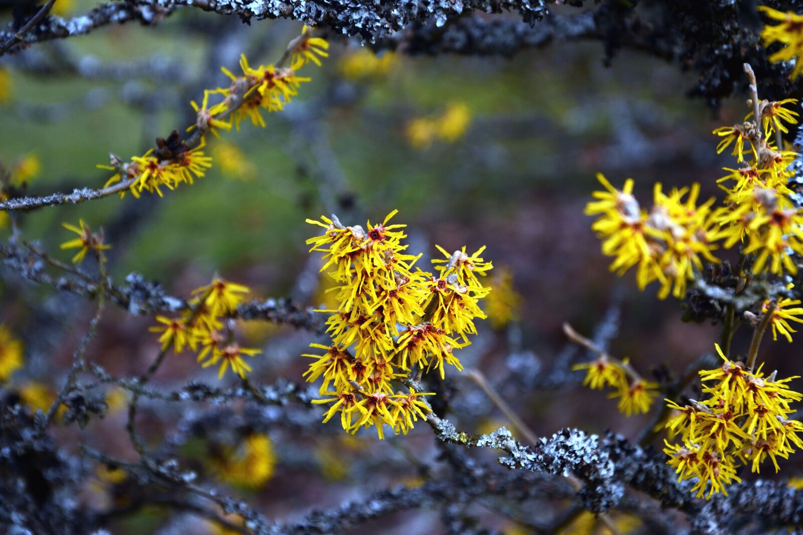 Nikon D5200 sample photo. Yellow flower, shrubs, bloom photography