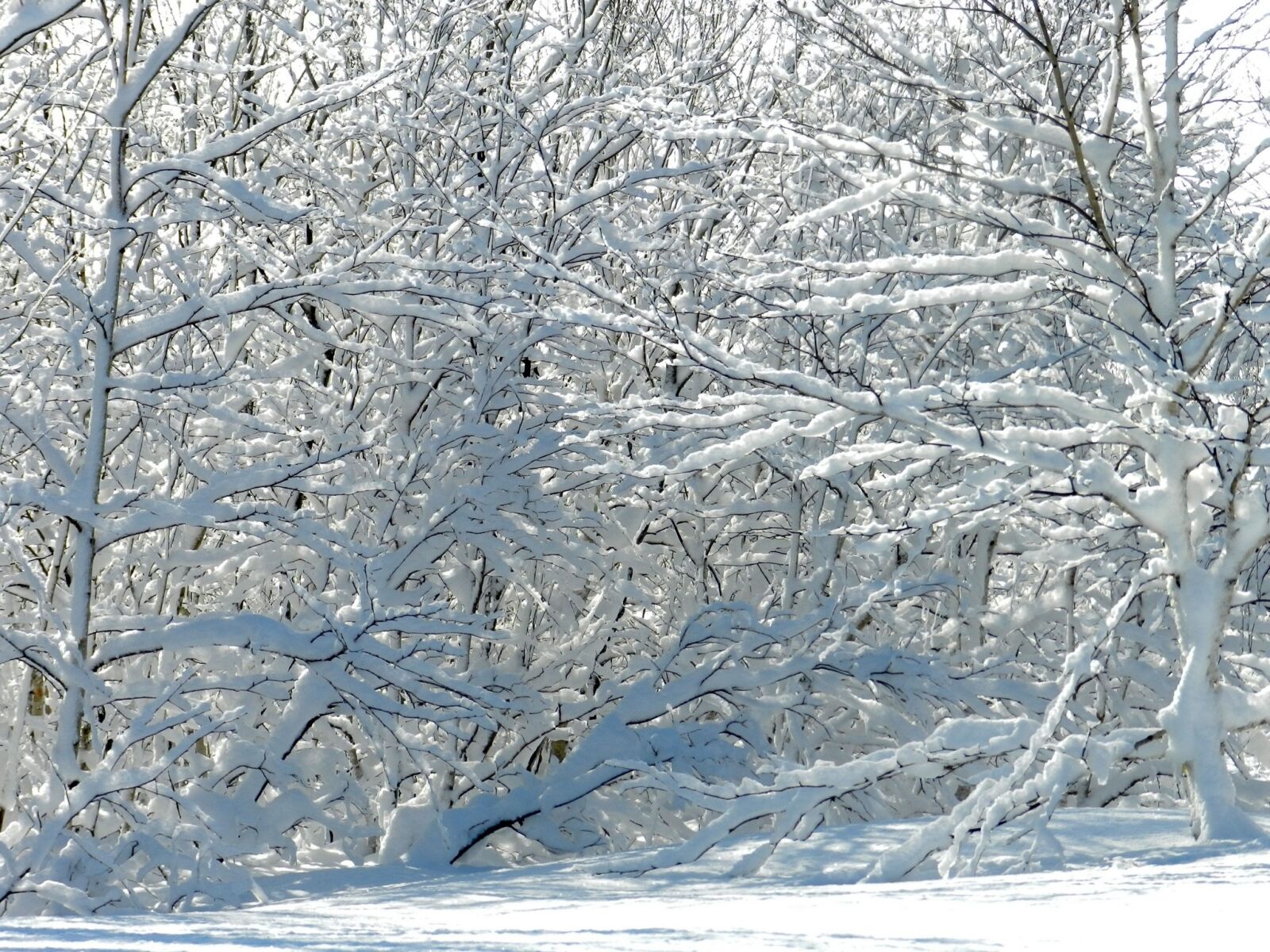 Nikon Coolpix P500 sample photo. Winter, frost, snow photography