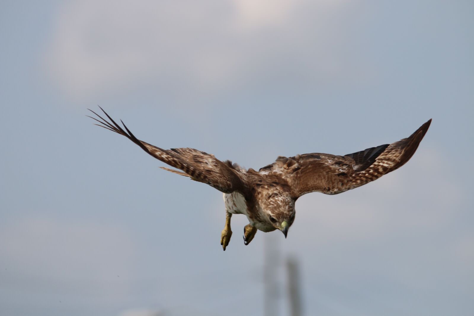 Canon EOS 70D sample photo. Red tail hawk, hawk photography