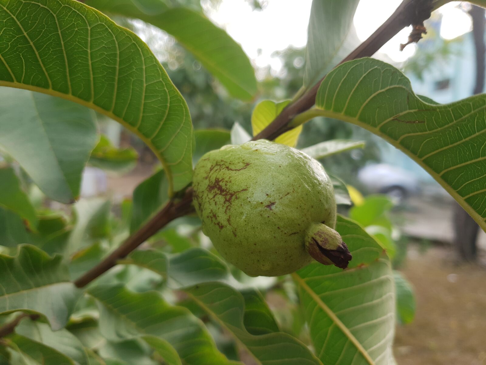 Samsung Galaxy S9 sample photo. Guava, fruit, tree photography