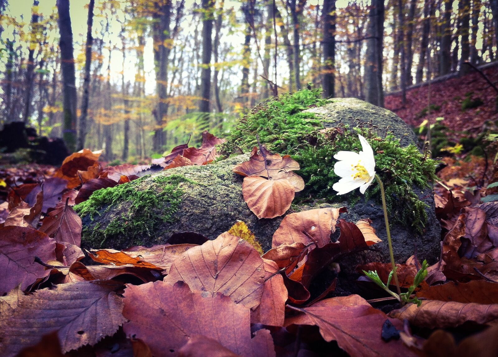 iPhone 4 back camera 3.85mm f/2.8 sample photo. Wood anemone, spring, leaf photography