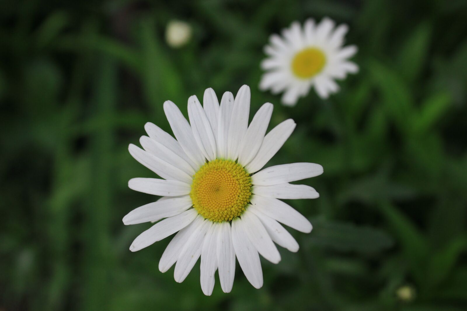 Canon EOS 550D (EOS Rebel T2i / EOS Kiss X4) sample photo. Daisy, flower, white photography