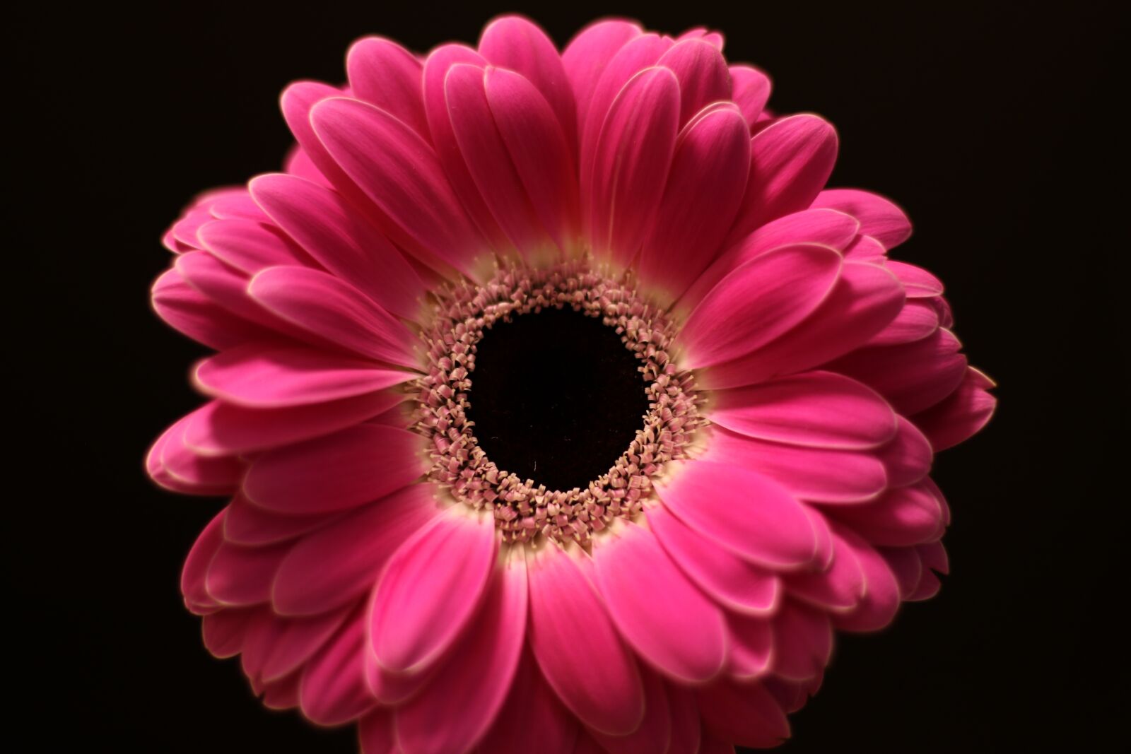 Canon EOS 7D Mark II sample photo. Flower, gerbera, blossom photography