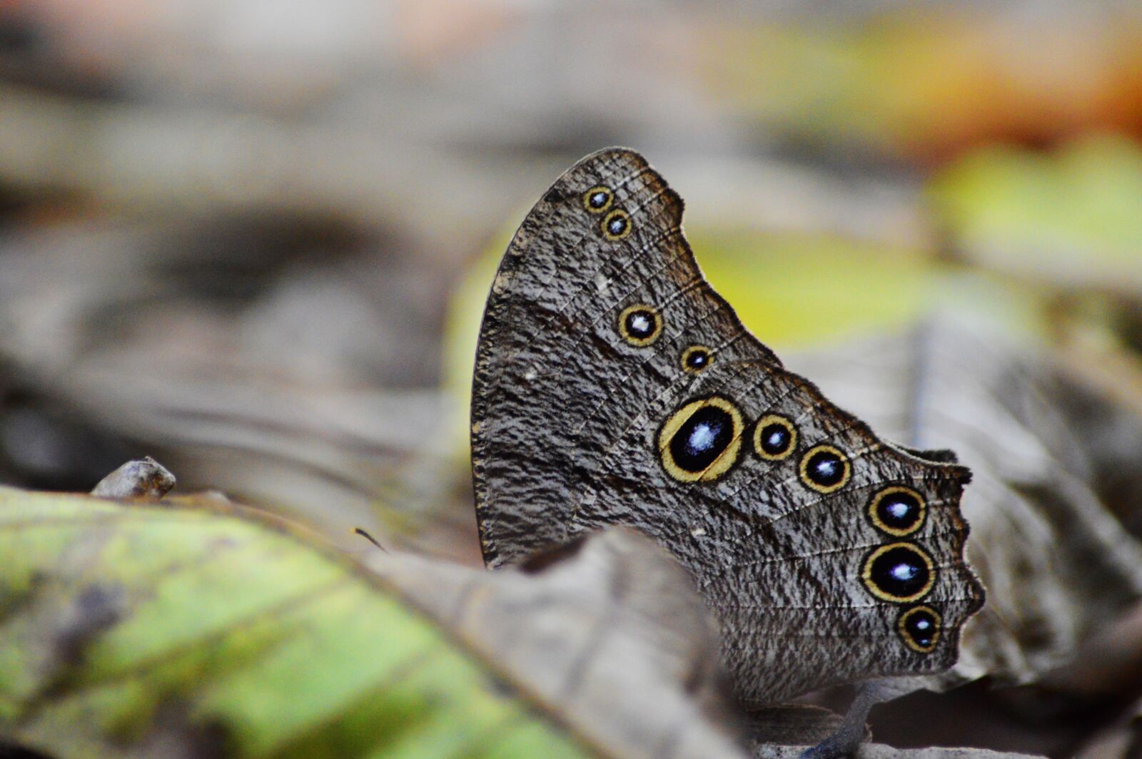 Nikon D3200 sample photo. Owl butterfly, 10 eyes, nature photography