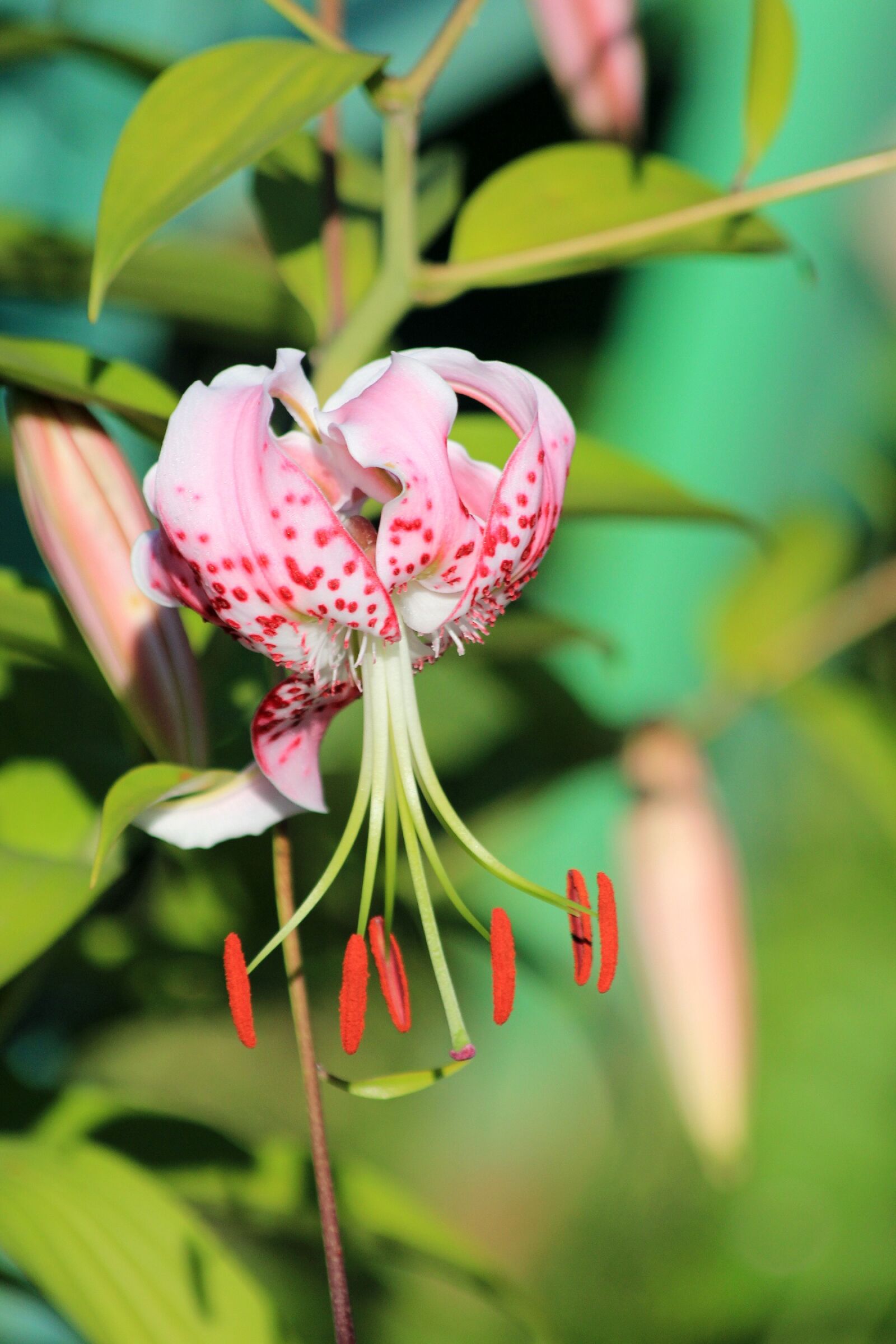 Canon EOS 650D (EOS Rebel T4i / EOS Kiss X6i) sample photo. Lily, flower, pink lily photography