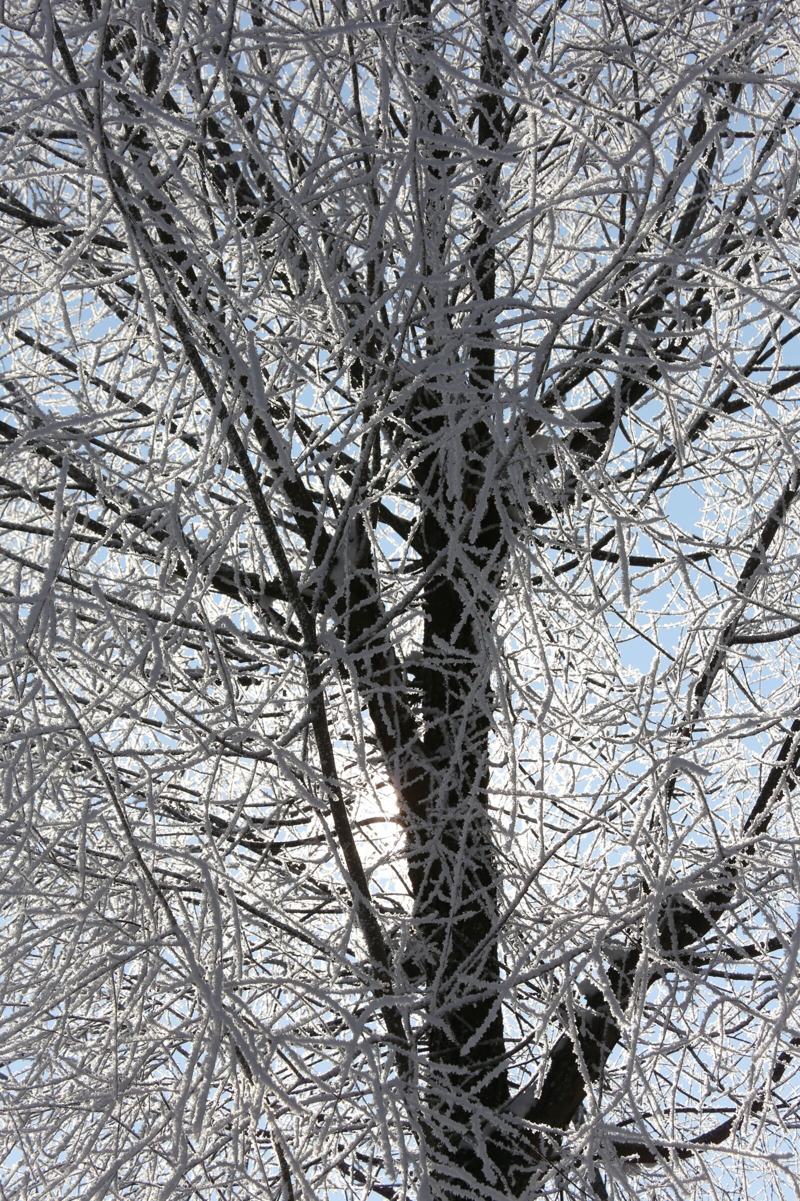 Canon EOS 6D sample photo. Winter, frost, ice photography