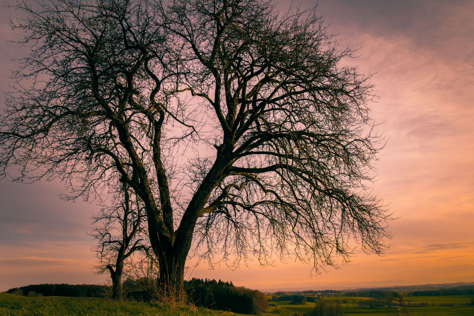 Canon EOS 650D (EOS Rebel T4i / EOS Kiss X6i) sample photo. Bare tree, winter, color photography