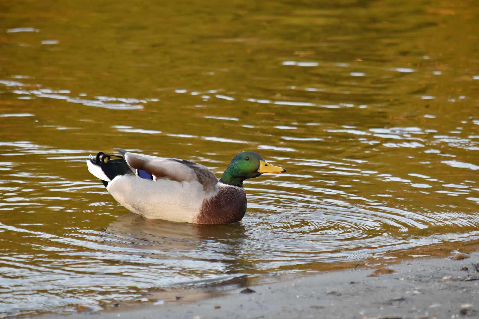 Nikon D5500 sample photo. Coastline, colorful, mallard, riverbank photography