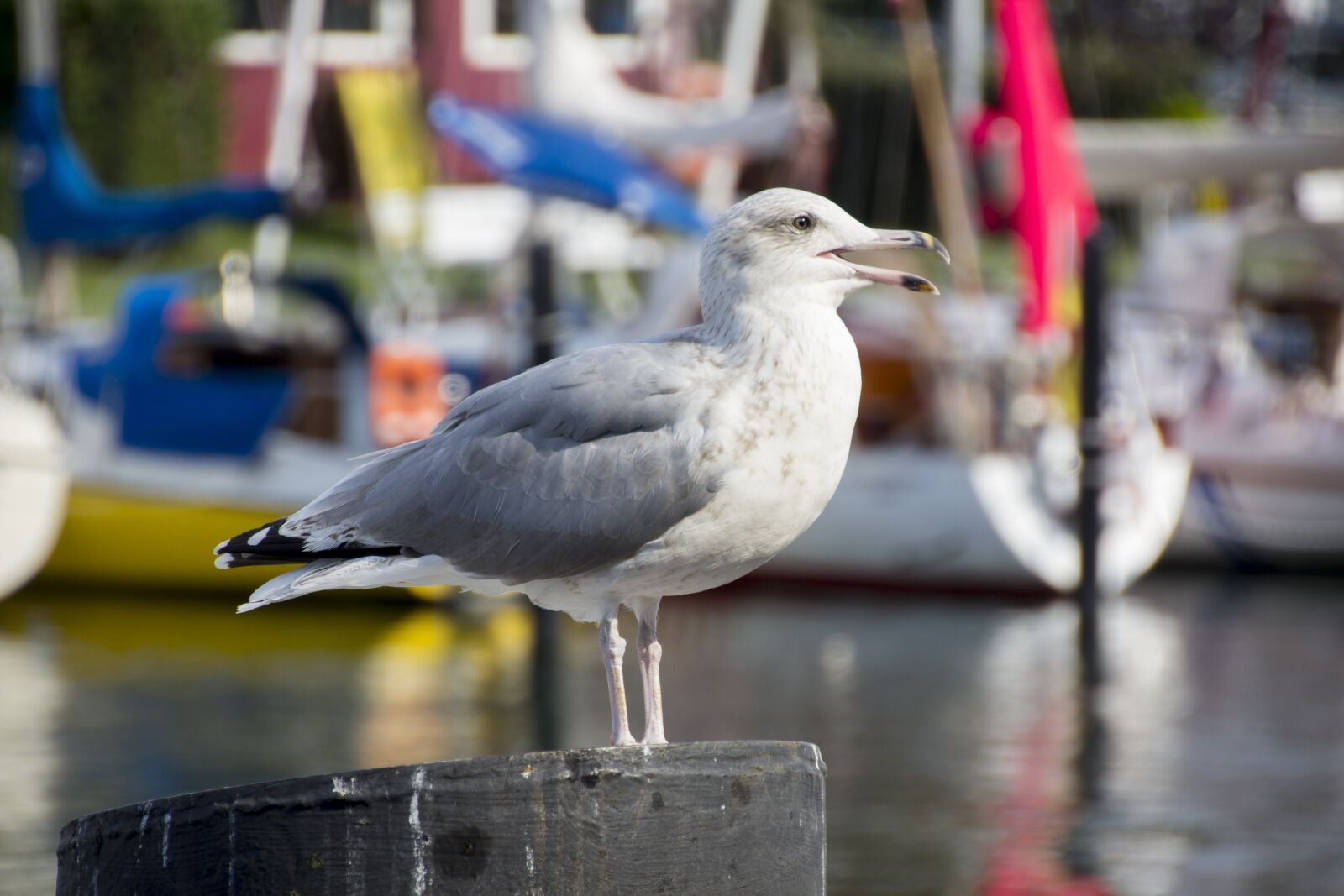 Canon EOS 60D sample photo. Seagull, bird, sea photography