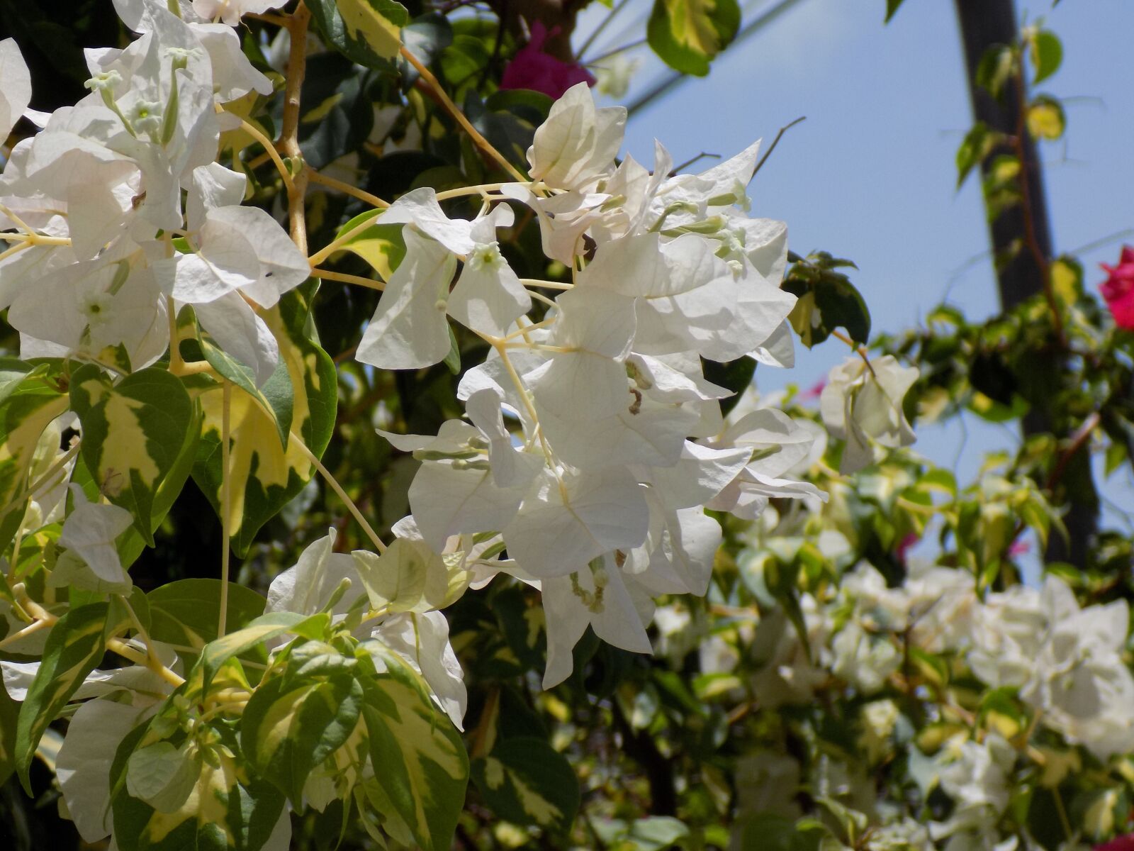 Nikon COOLPIX L340 sample photo. White, flower, decorative photography
