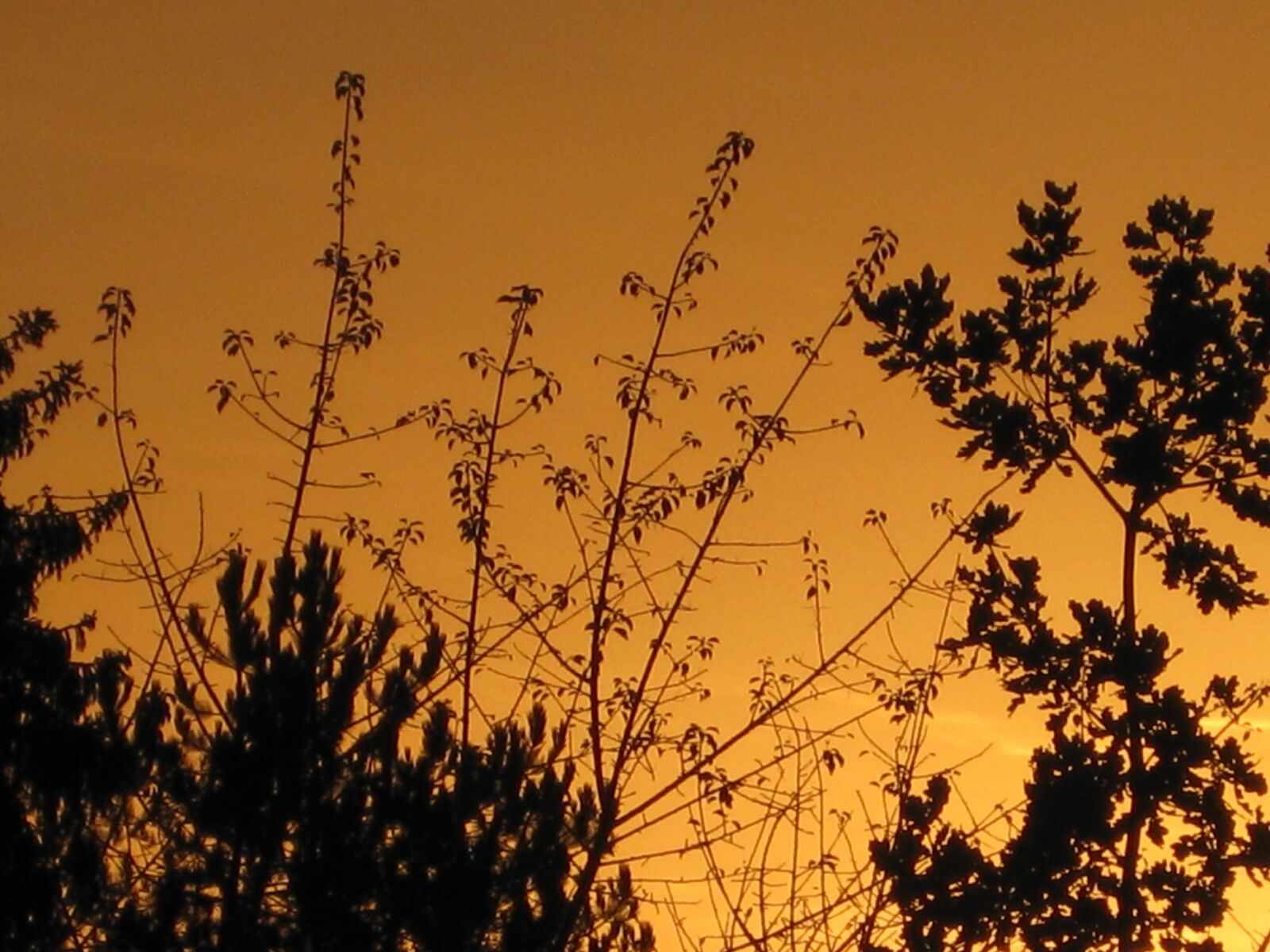 Canon PowerShot SD1100 IS (Digital IXUS 80 IS / IXY Digital 20 IS) sample photo. Trees, evening, sky photography