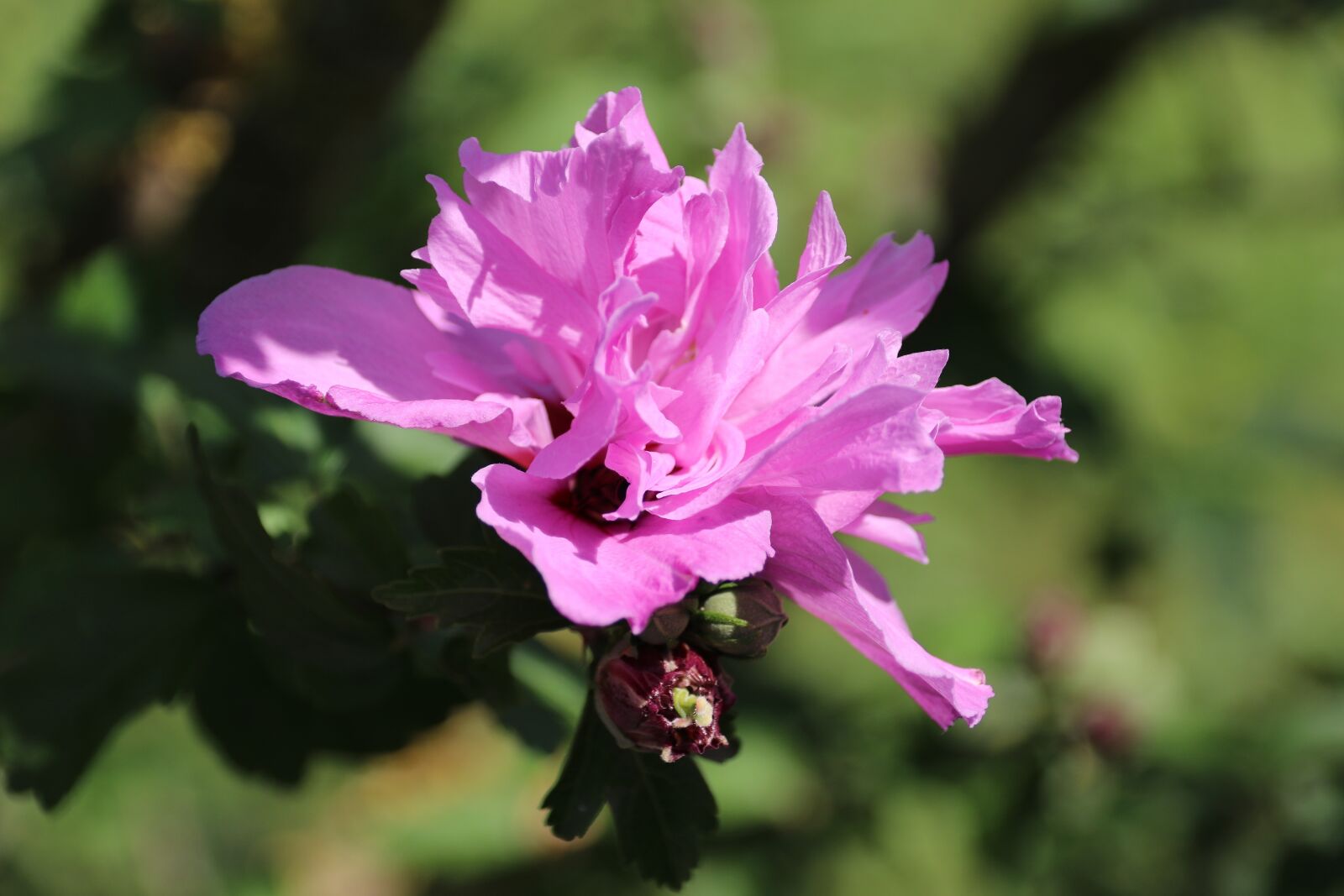 Canon EOS 80D sample photo. Flower, pink flower, plant photography