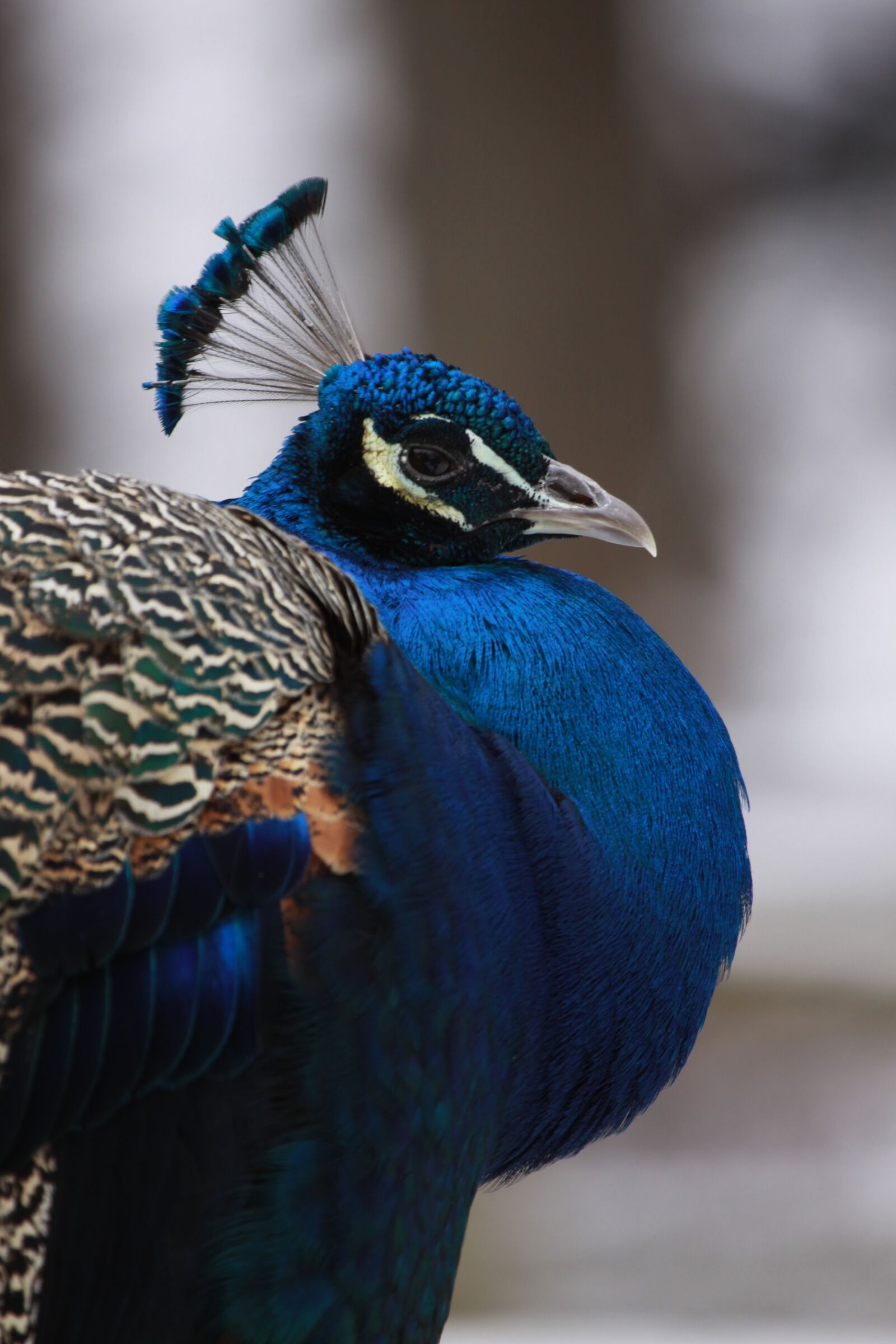 Canon EOS 50D sample photo. Peacock, animal, bird photography