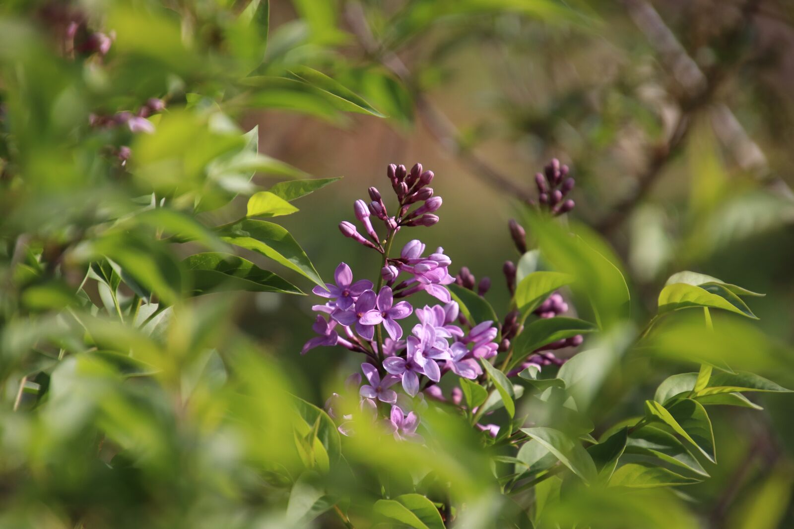 Canon EOS 800D (EOS Rebel T7i / EOS Kiss X9i) sample photo. Lilac, flowers, plants photography