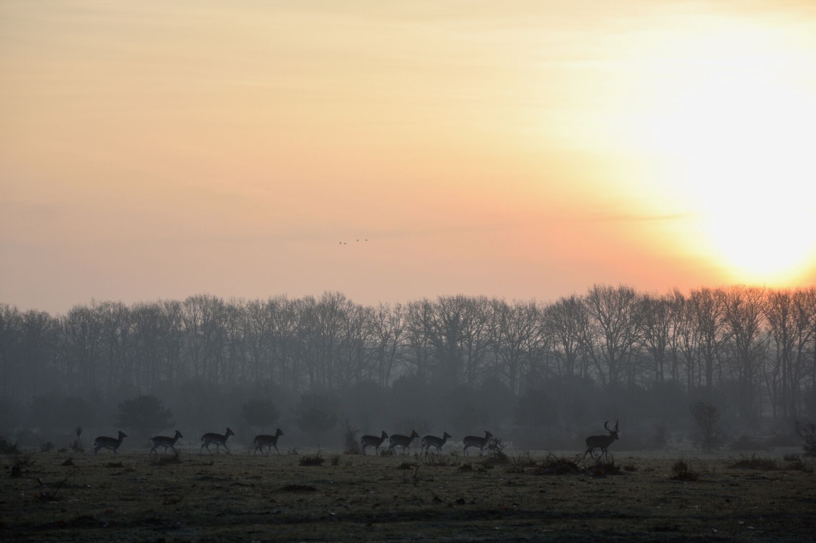 Nikon D3300 sample photo. Deer, netherlands, nature photography