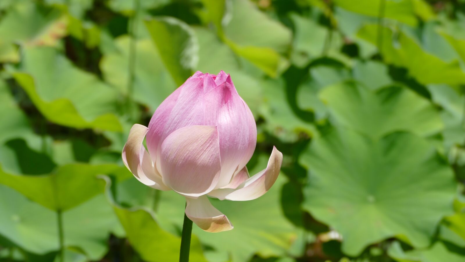 Panasonic Lumix DMC-FZ1000 sample photo. Pamplemousse garden, botanical garden photography