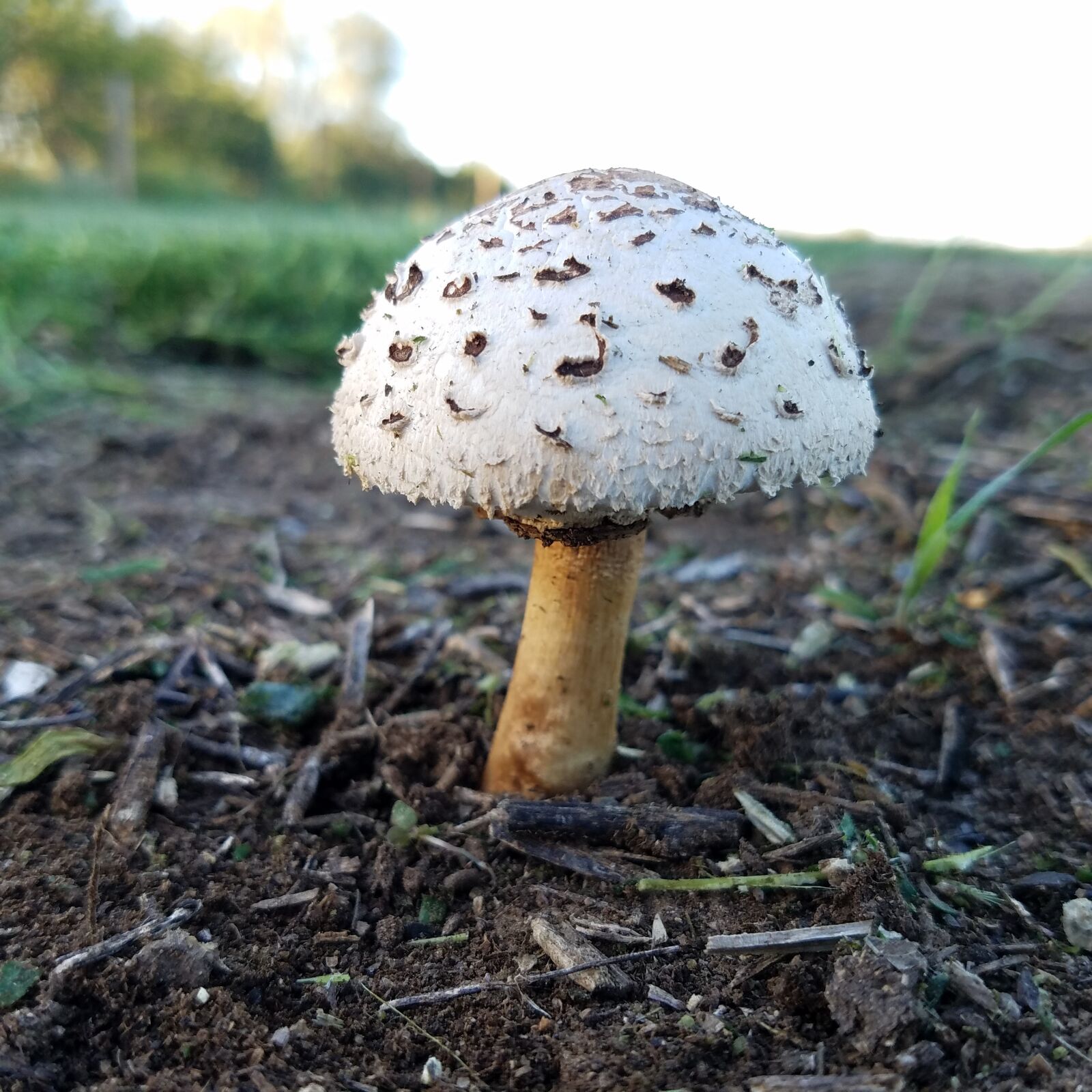 Samsung Galaxy S7 Edge sample photo. Mushroom, agriculture, farming photography
