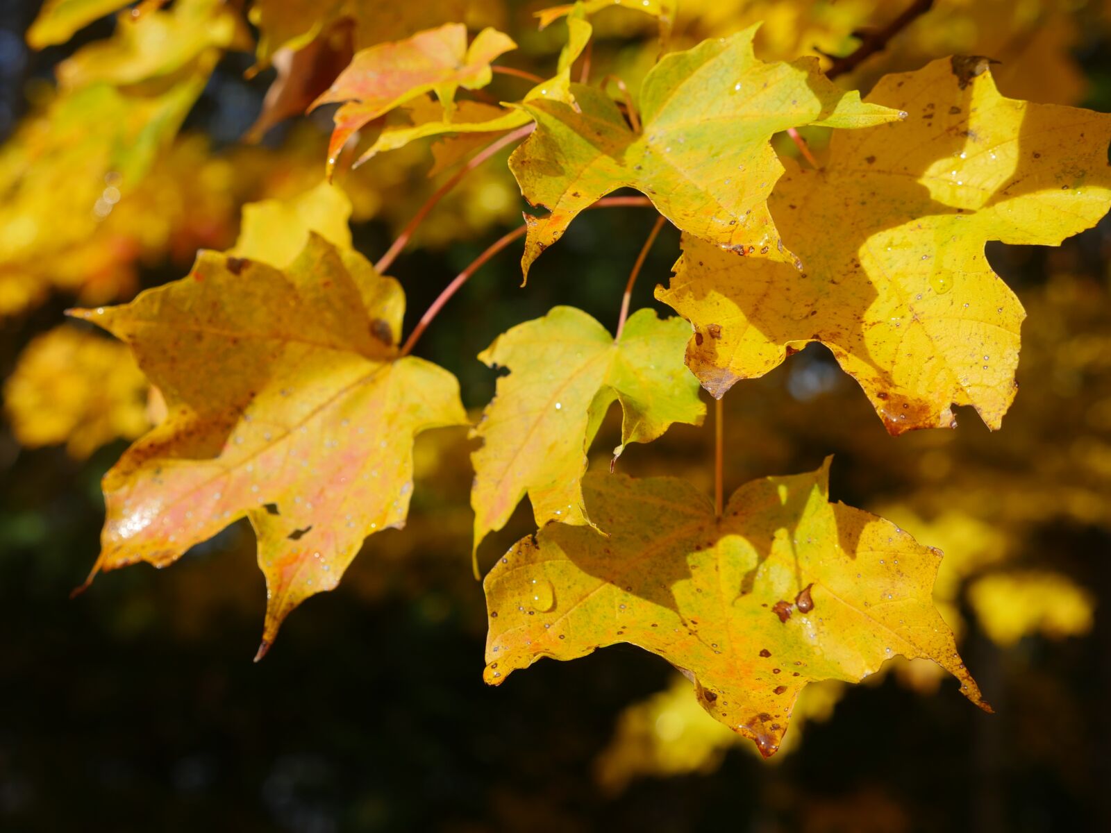 Panasonic Lumix DMC-GH4 sample photo. Fall, winter, leaves photography
