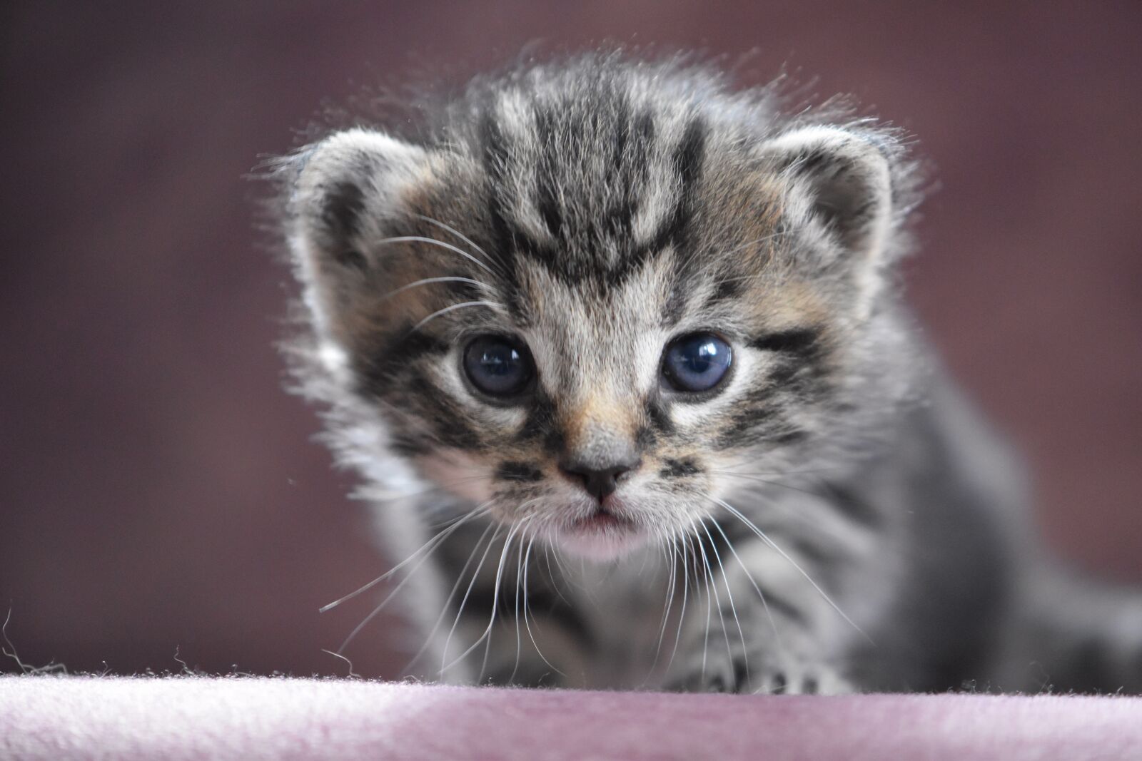 Nikon D5600 sample photo. Cat baby, baby cat photography