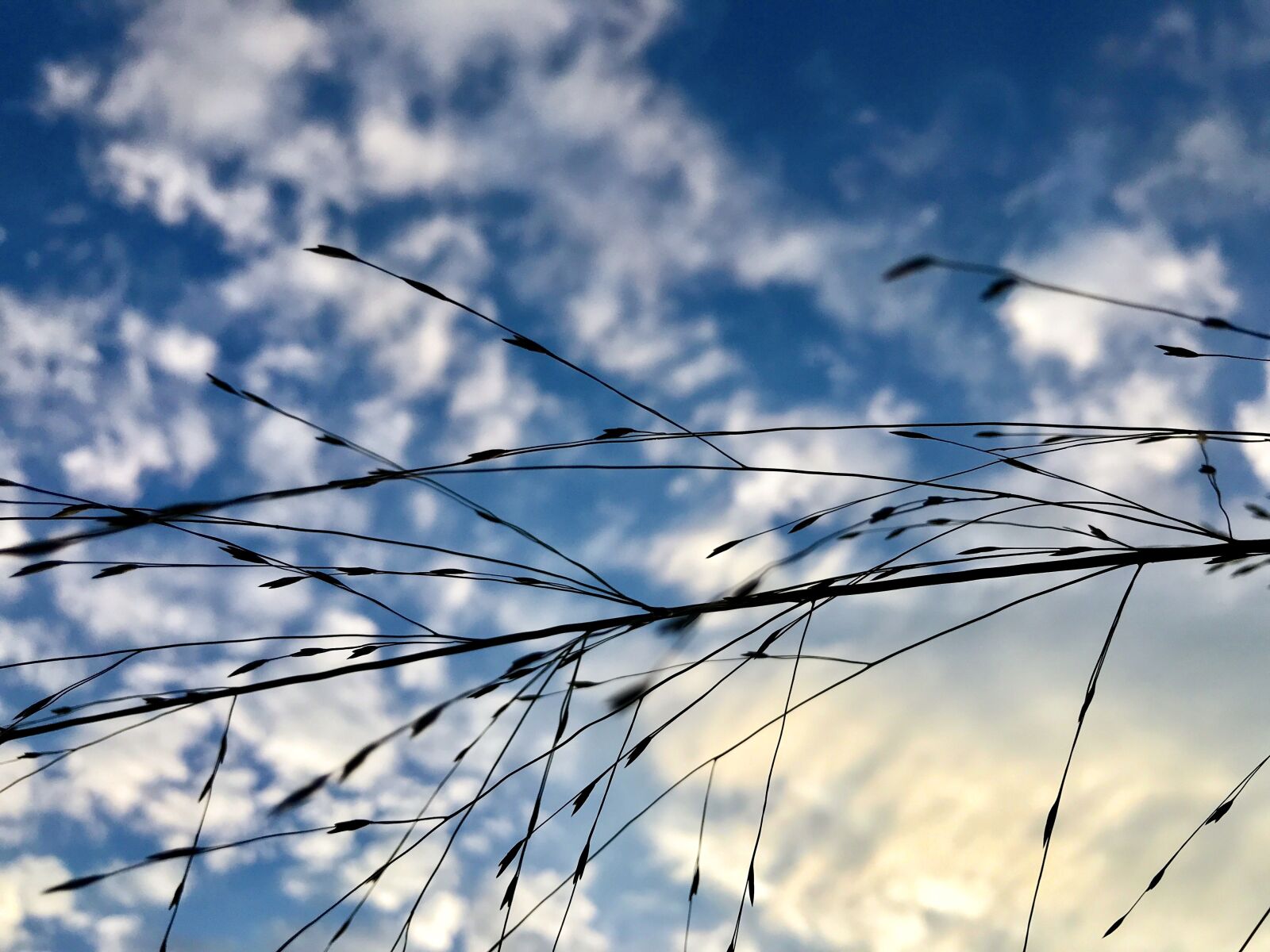 iPhone 7 back camera 3.99mm f/1.8 sample photo. Sky, clouds, blue photography