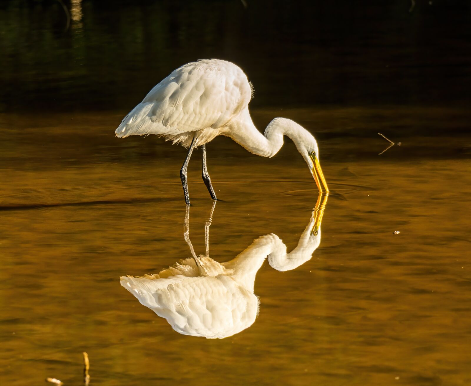 Sony a6400 sample photo. Egret reflection, egret looking photography
