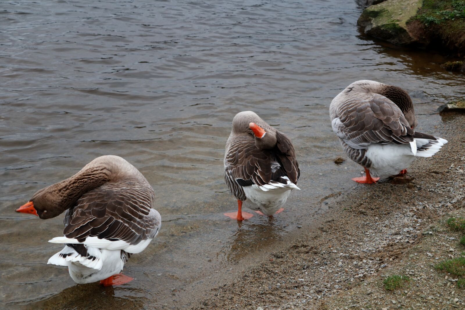 Canon PowerShot G1 X Mark III sample photo. Animal, goose, duck photography