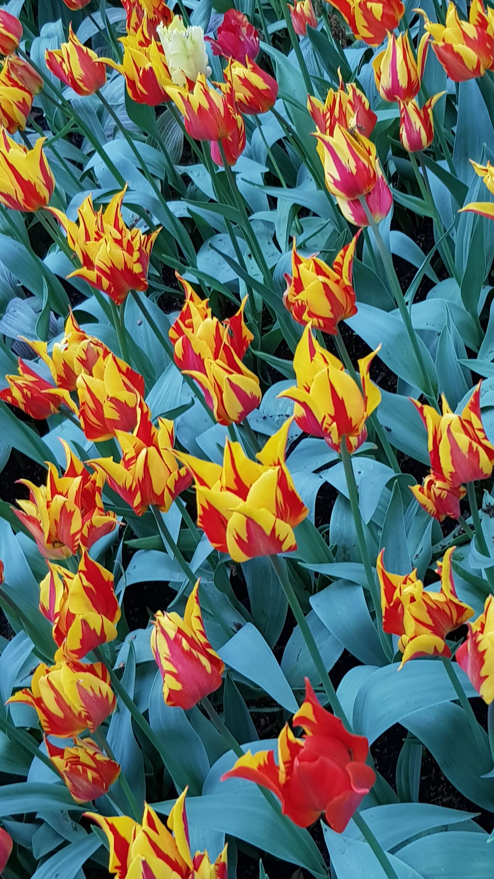 Samsung Galaxy S8 sample photo. Flowers, flower, tulip photography