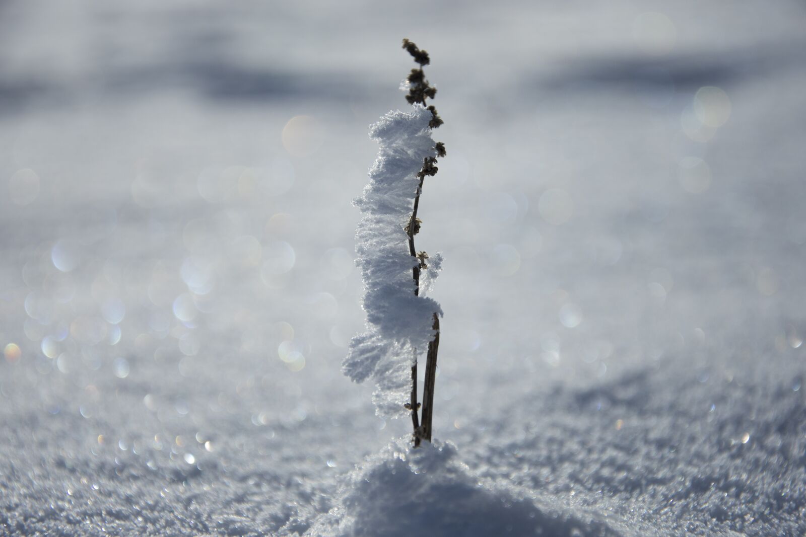 Nikon D7200 sample photo. Snow, gloss, lights photography