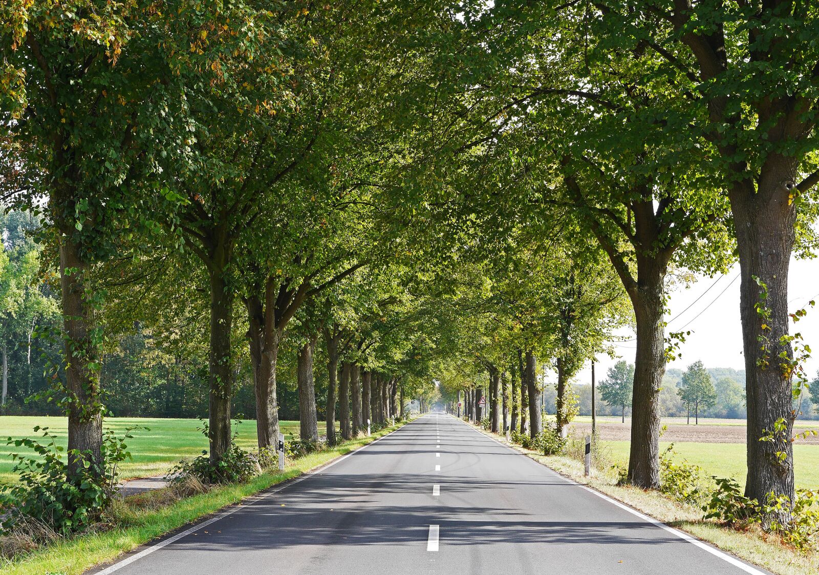 Panasonic Lumix DMC-GH3 sample photo. Road, lindenallee, münsterland photography