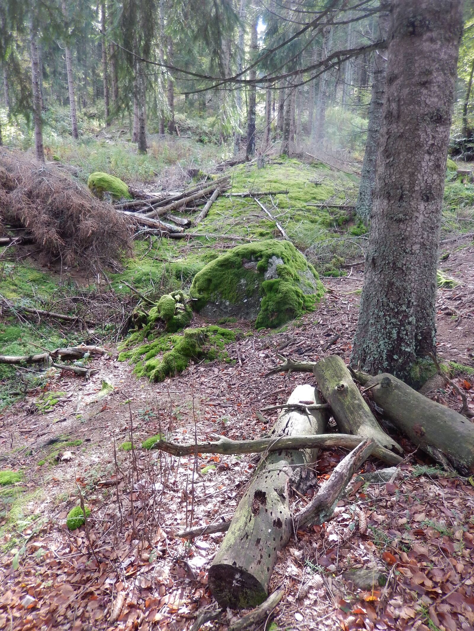Nikon Coolpix S9500 sample photo. Forest, nature, trees photography