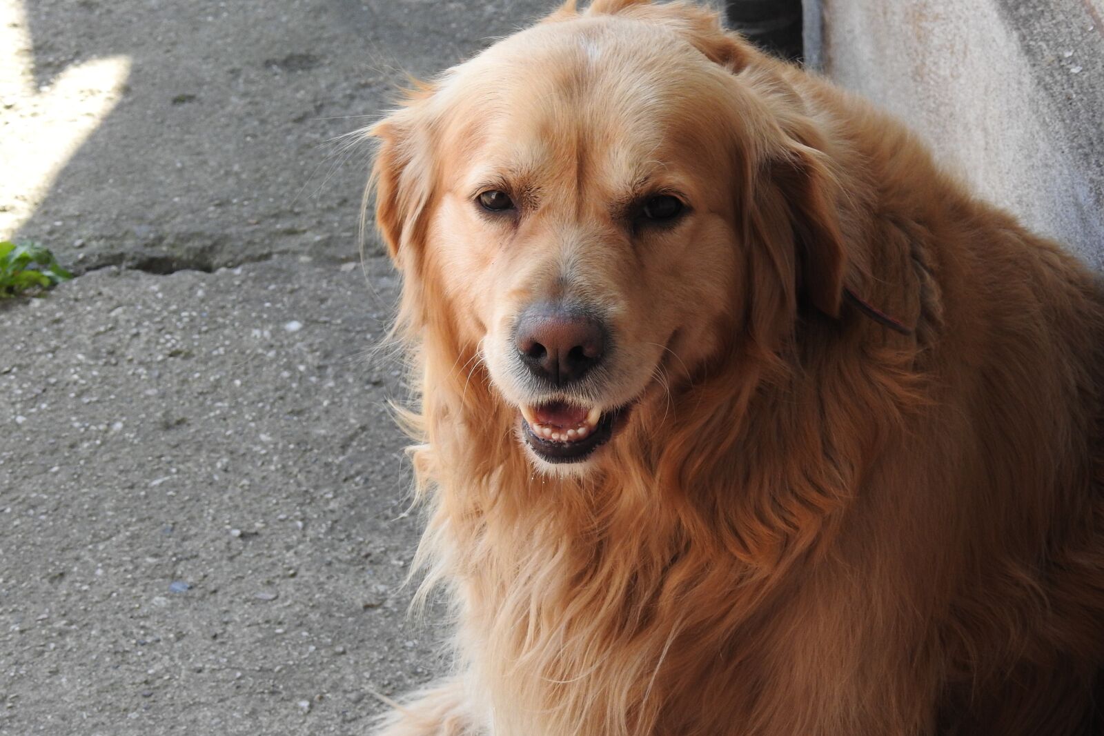 Nikon Coolpix P900 sample photo. Dog house, pets, charming photography