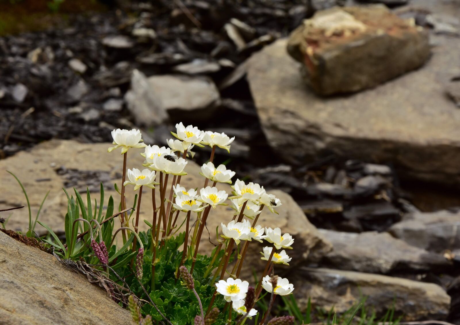 Nikon D7200 sample photo. Mountain avens, alpine, alpine photography
