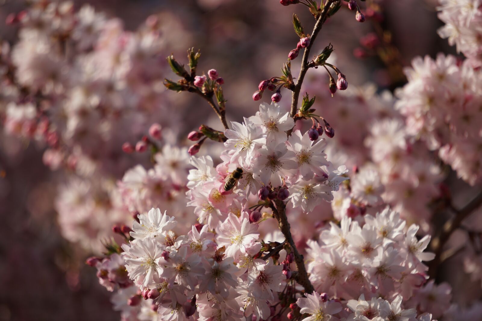 Sony a6500 + Sony E 55-210mm F4.5-6.3 OSS sample photo. Cherry blossom, blossom, bloom photography