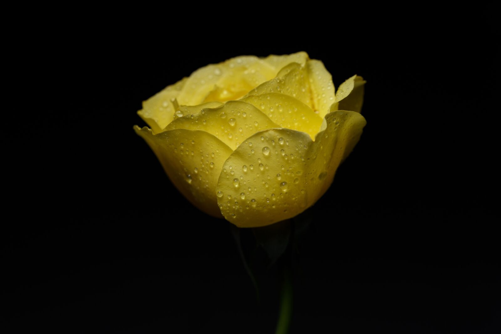 Sony a7 III sample photo. Rose, flowers, yellow photography