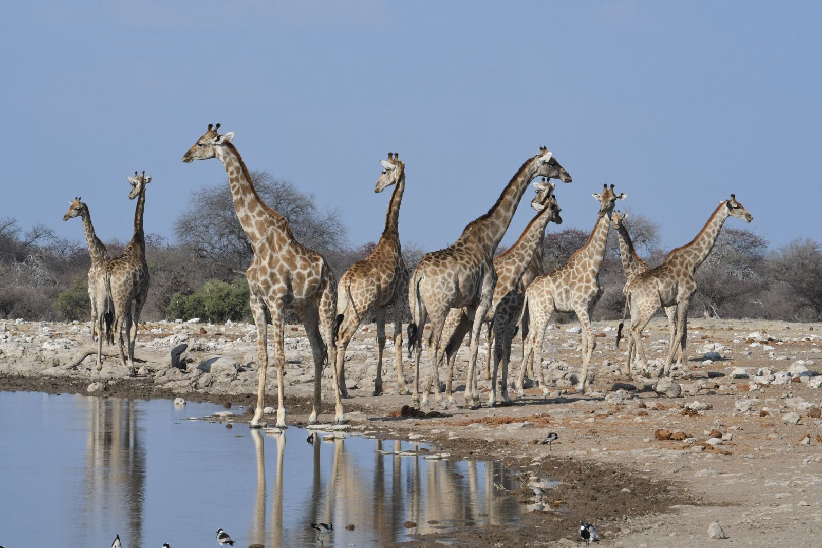 Nikon D500 sample photo. Animals, giraffes, namibia photography