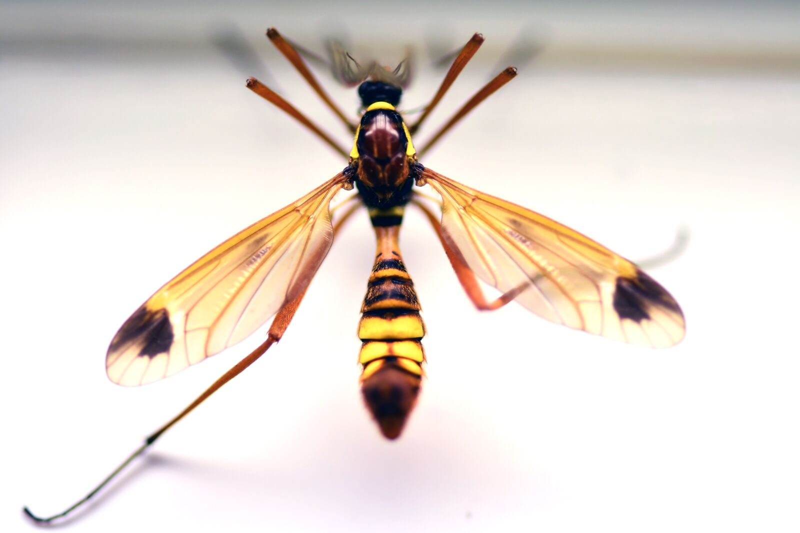 Nikon D500 sample photo. Schnake, insect, wing photography