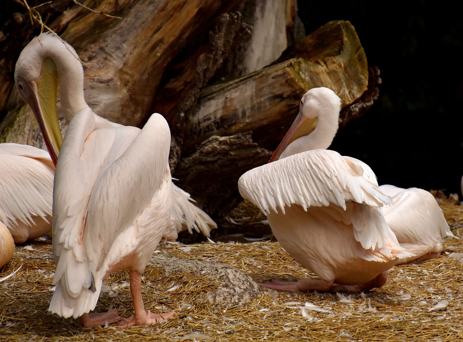 Nikon D7200 sample photo. Pelikan, bird, bill photography
