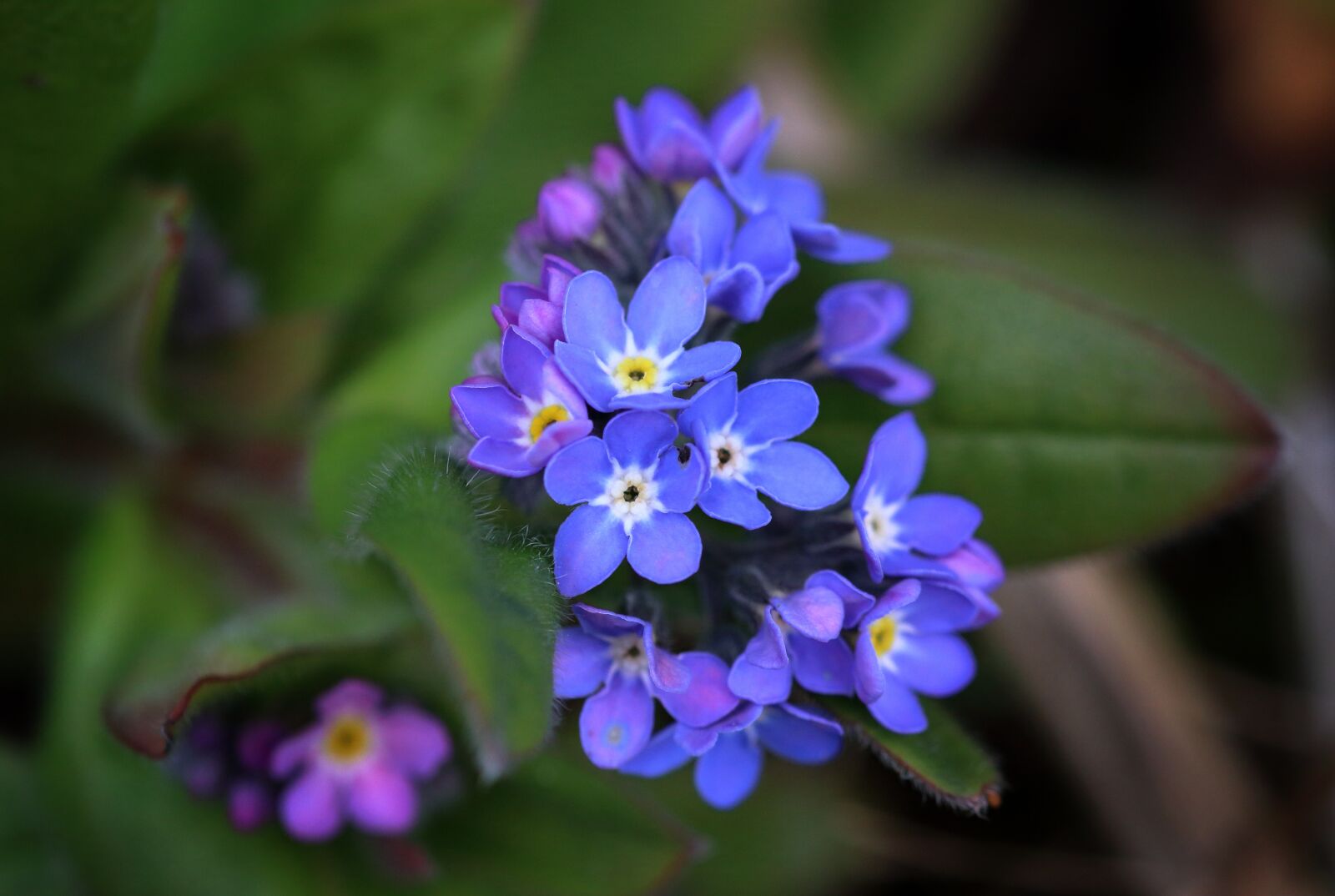 Canon EOS 80D sample photo. Forget-me-nots, flowers, blue photography